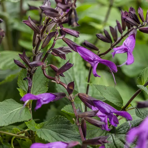 [8868645] PW Salvia Rockin Deep Purple
