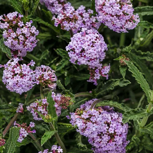[8905645] PW Verbena Meteor Shower
