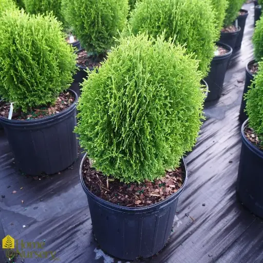 [2708603] Arborvitae Hetz Midget