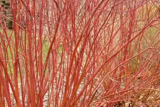 [1527605] Dogwood Red Twig