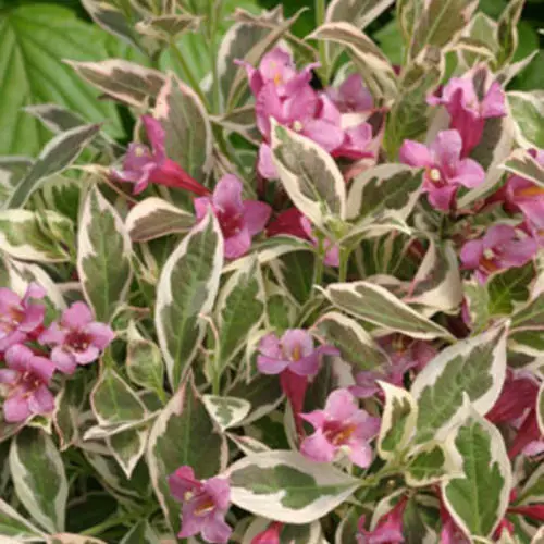 [2321602] Weigela My Monet