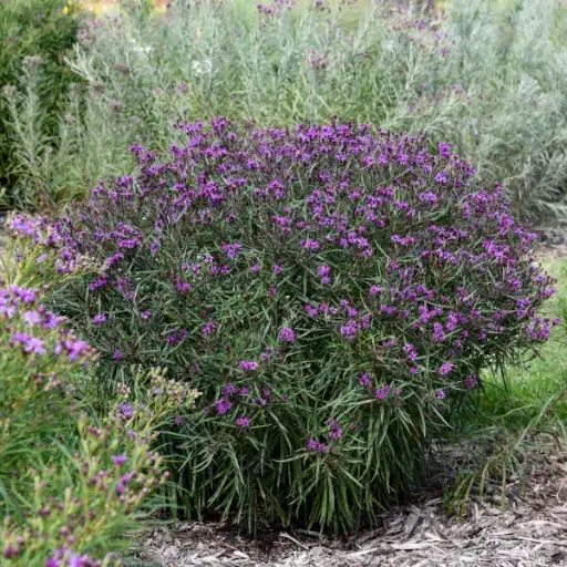 [8240601] Ironweed Prairie Princess