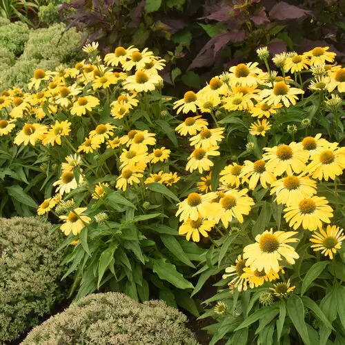 [7594601] Coneflower Yellow My Darling