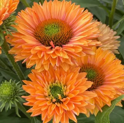 [7369601] Coneflower Pumpkin Pie