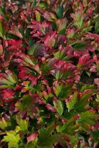 [7967601] Mukdenia Crimson Fans