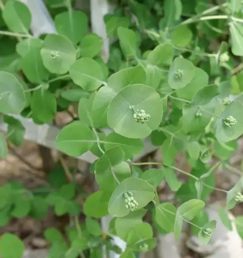 [8272602] Honeysuckle Kintzley's Ghost