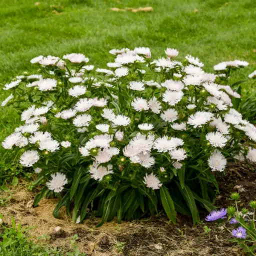 [8229601] Stokes Aster Whitecaps