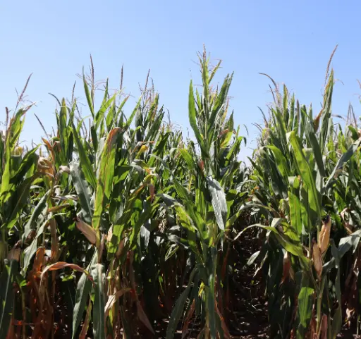 [6404048] Corn Stalk Bundle 48"