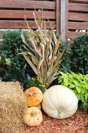 [6404048] Corn Stalk Bundle 48"