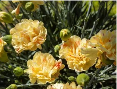 [7182601] Dianthus Lemon Sparkler