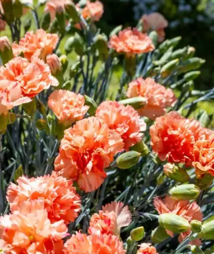 [7183601] Dianthus Orange Sparkler
