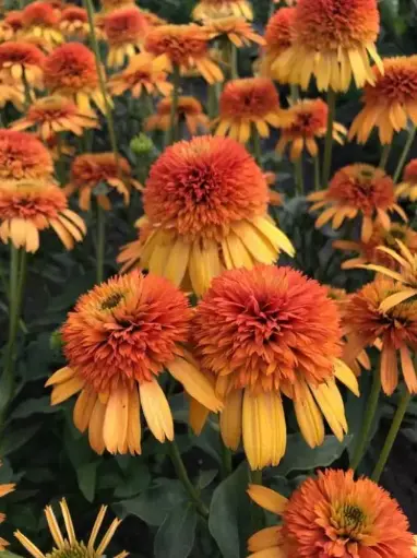 [7380601] Coneflower Orange Fascinator