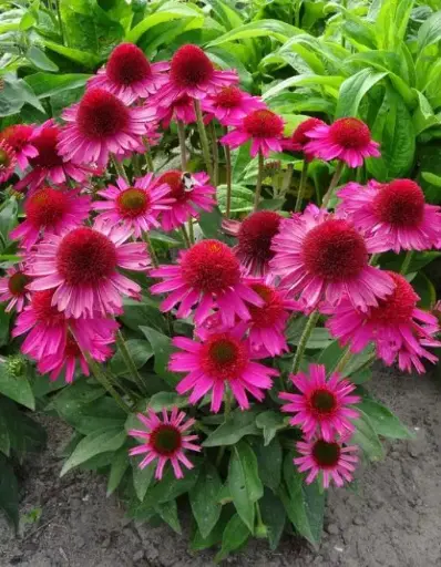 [7367601] Coneflower Pink Fascinator