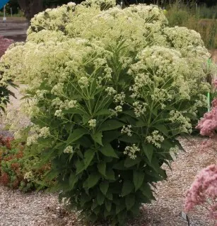 [7862601] Joe Pye Weed Monarch Madness White