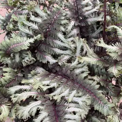 [7577601] Fern Crested Surf