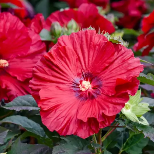 [1665603] Hibiscus Garnet Globes