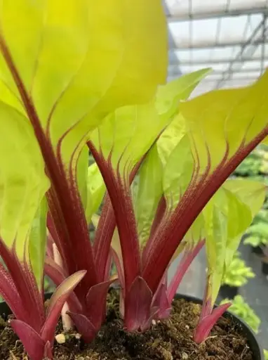 [7851601] Hosta Lemon Snap