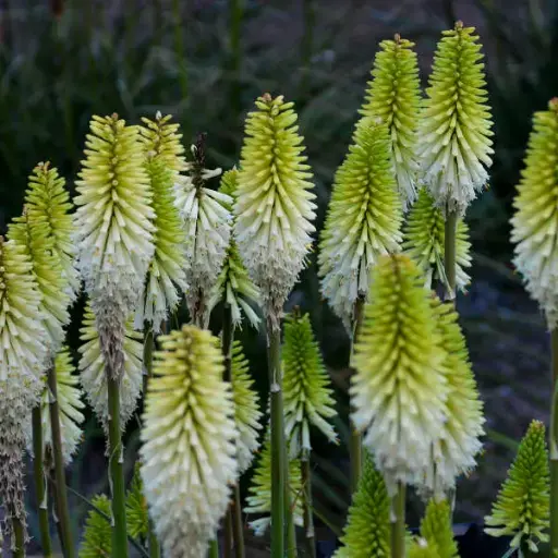[7582601] Red Hot Poker Lady Luck