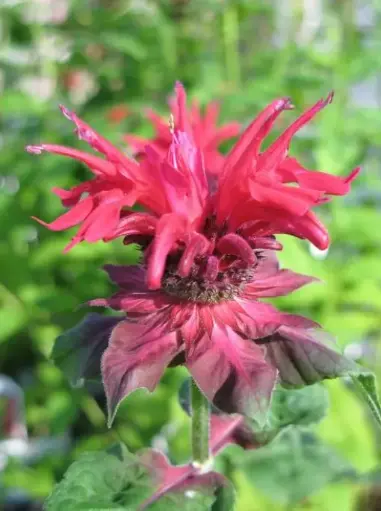 [7199601] Bee Balm Fireball