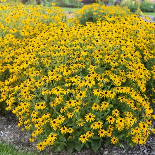 [7224601] Black-Eyed Susan Treasure Trove
