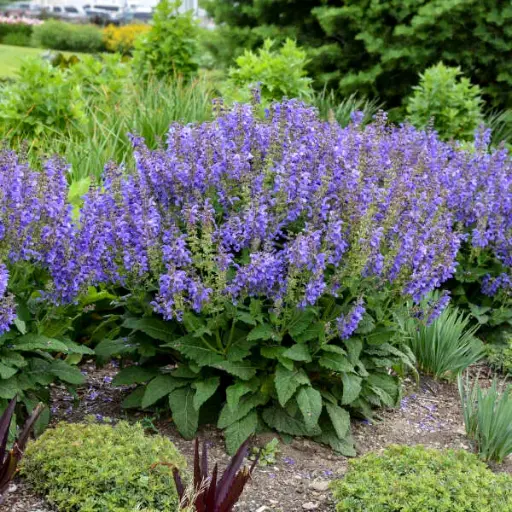 [8102601] Salvia Big Sky