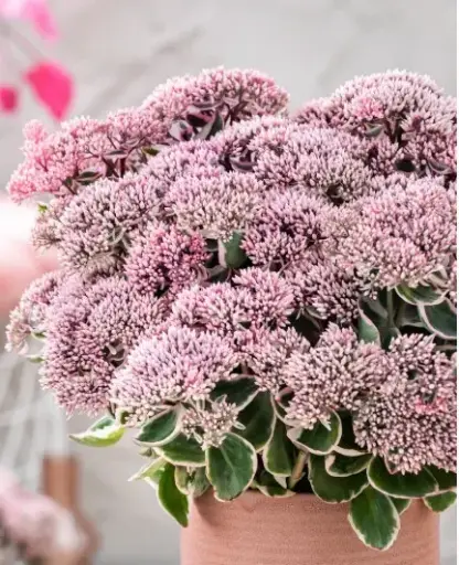 [8198601] Sedum La Vie en Rose