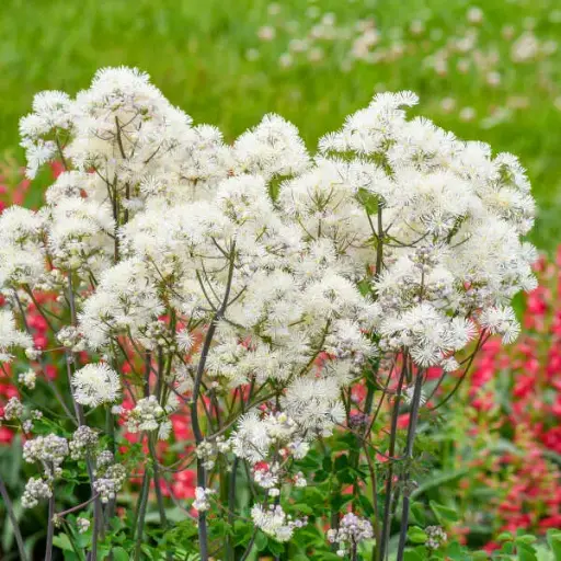 [8280601] Meadow Rue Cotton Ball