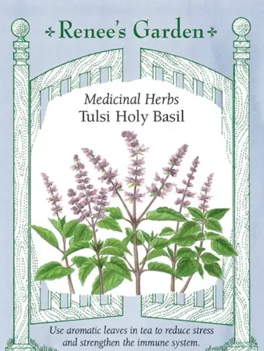 [5707] Basil Tulsi Holy