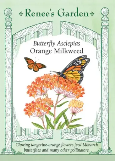 [5713] Milkweed Butterfly