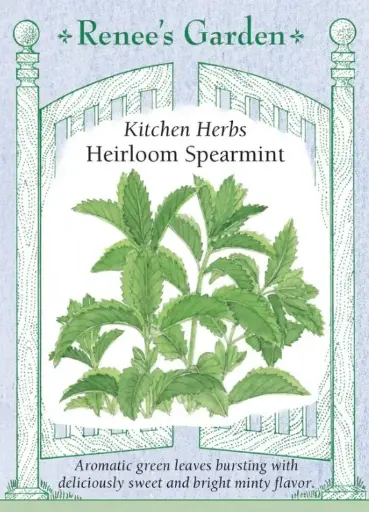 [5946] Spearmint Italian