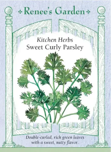 [5090] Parsley Sweet Curly