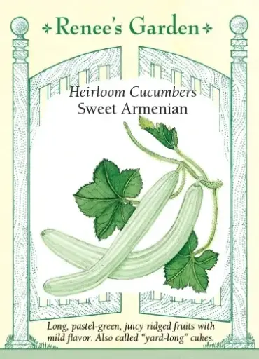 [5373] Cucumber Armenian Sweet