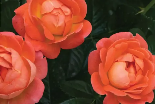 [3231603] Rose Orange Glow Knockout