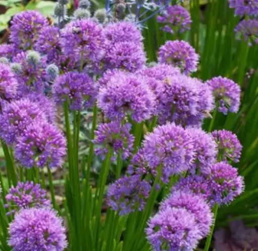 [8056601] Ornamental Onion Purple One
