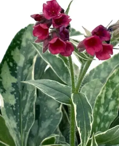 [7939601] Lungwort Raspberry Frost