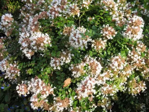 [1304603] Abelia Rose Creek