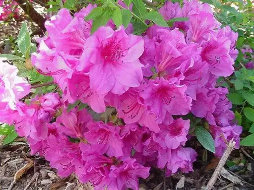 [1306603] Azalea Herbert