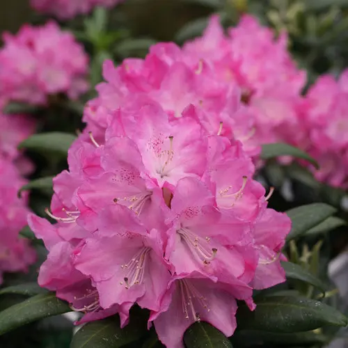 [1308603] Rhododendron Dandy Man Pink