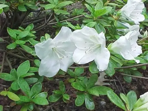 [1320603] Azalea Pleasant