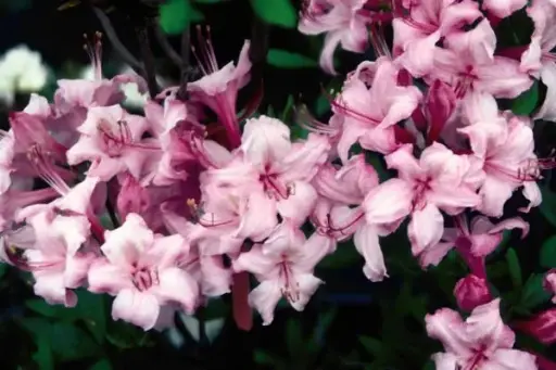 [1321602] Azalea Candy Lights