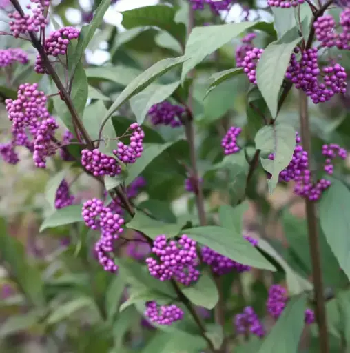 [1362601] Beautyberry Purple Pearls