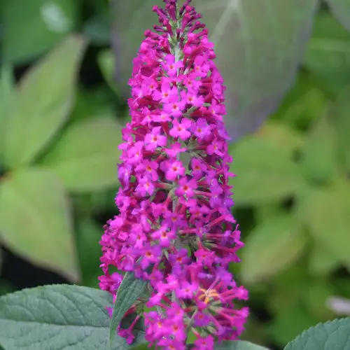 [1381603] Butterfly Bush Miss Ruby