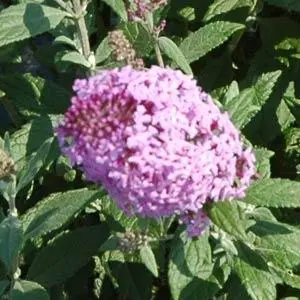 [1424605] Butterfly Bush Pink Flutterby