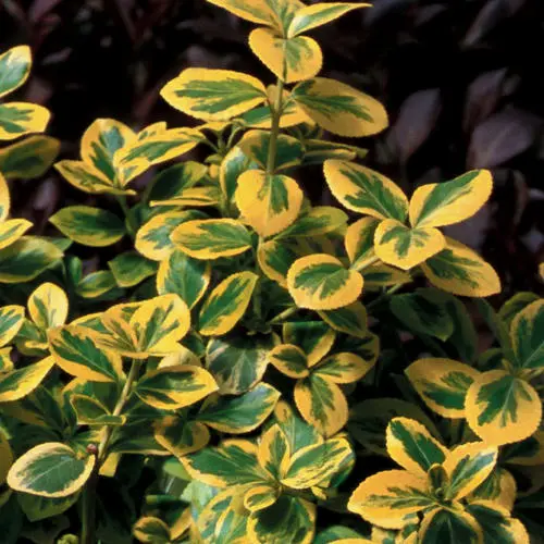 Wintercreeper Gold Splash