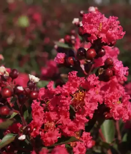 [1481603] Crape Myrtle Enduring Summer Red