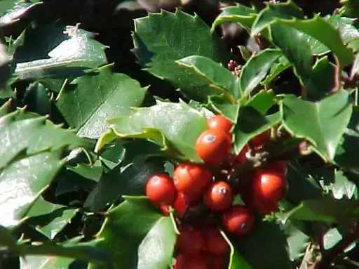 [1682603] Holly Blue Princess