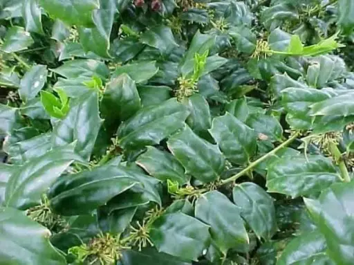 [1686603] Holly China Boy