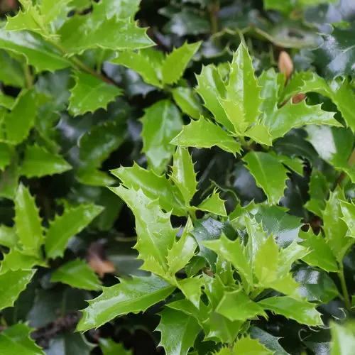 [1709603] Holly Castle Keep