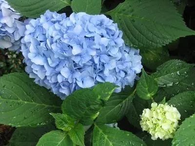 [1753602] Hydrangea Nantucket
