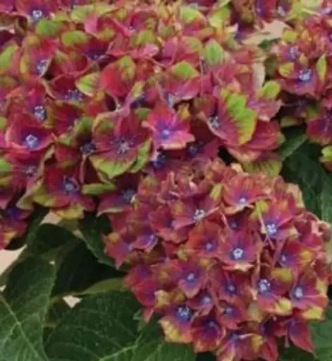 [1762103] Hydrangea Next Generation Pistachio